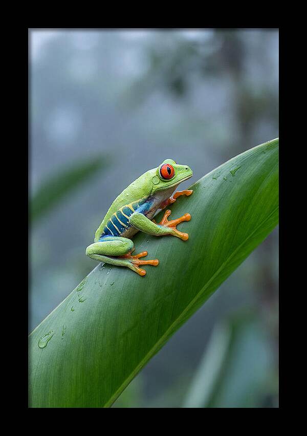 Red Eyed Tree Frog Perched Gracefully