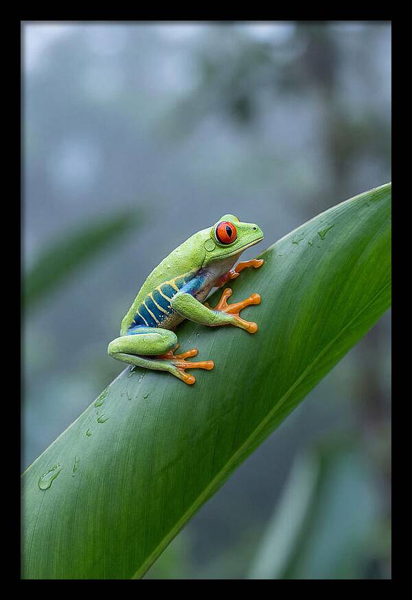 Red Eyed Tree Frog Perched Gracefully