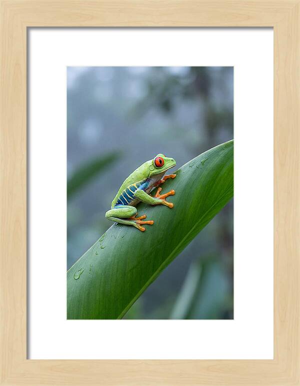 Red Eyed Tree Frog Perched Gracefully