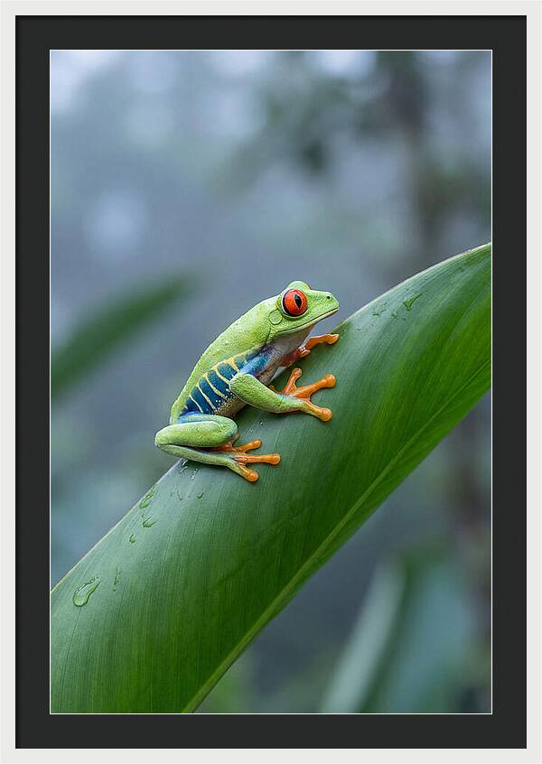 Red Eyed Tree Frog Perched Gracefully