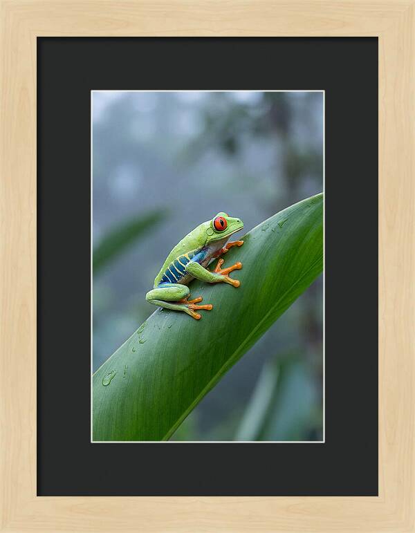 Red Eyed Tree Frog Perched Gracefully