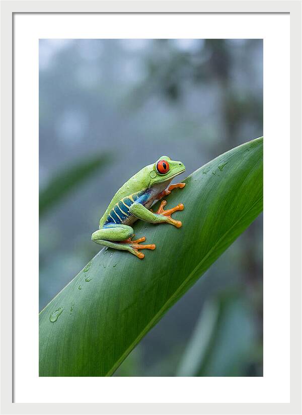 Red Eyed Tree Frog Perched Gracefully