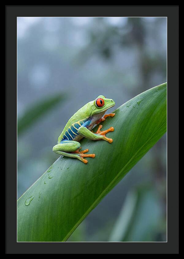 Red Eyed Tree Frog Perched Gracefully