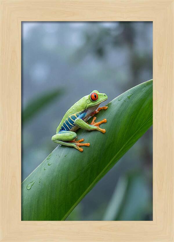 Red Eyed Tree Frog Perched Gracefully