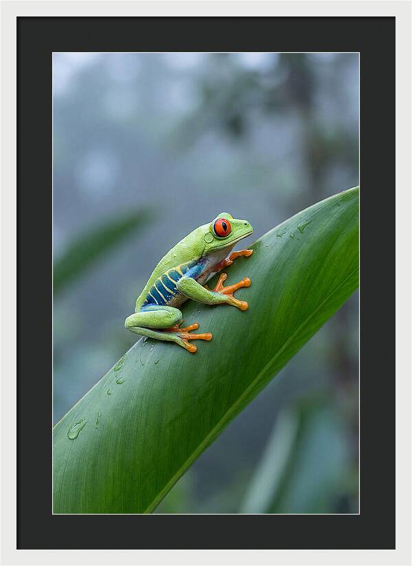 Red Eyed Tree Frog Perched Gracefully