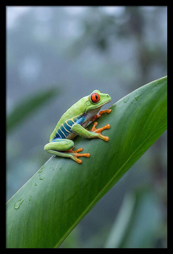 Red Eyed Tree Frog Perched Gracefully