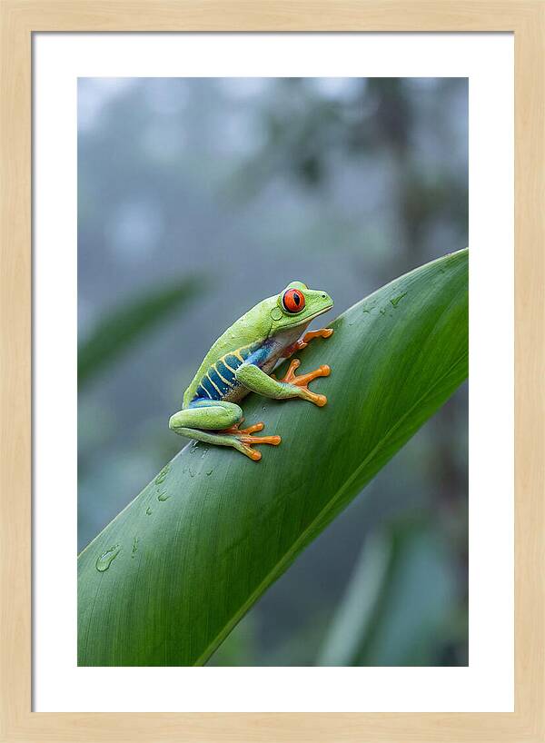 Red Eyed Tree Frog Perched Gracefully