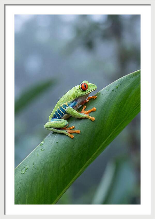 Red Eyed Tree Frog Perched Gracefully