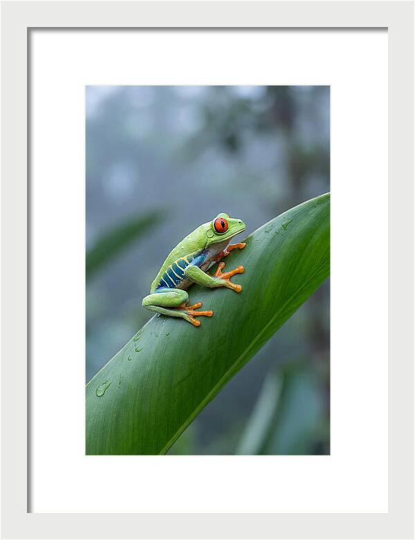 Red Eyed Tree Frog Perched Gracefully