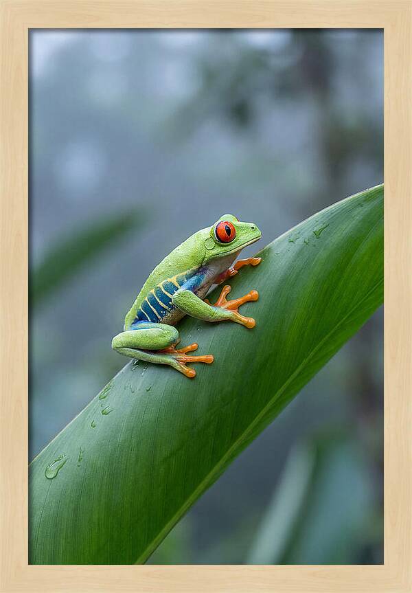 Red Eyed Tree Frog Perched Gracefully