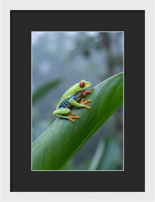 Red Eyed Tree Frog Perched Gracefully