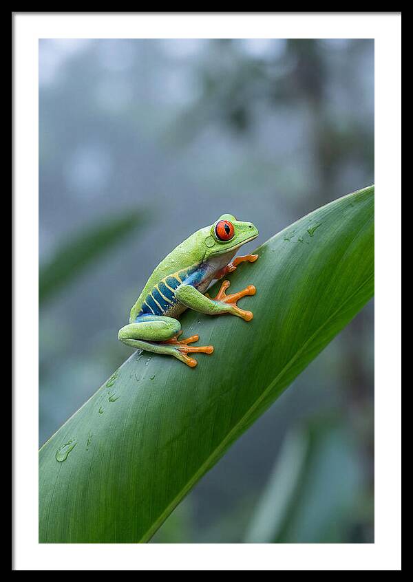 Red Eyed Tree Frog Perched Gracefully