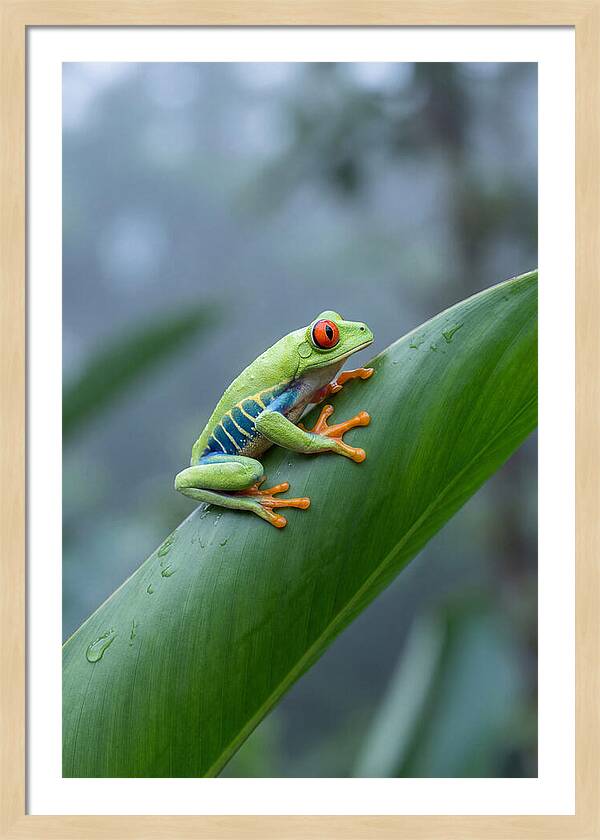Red Eyed Tree Frog Perched Gracefully
