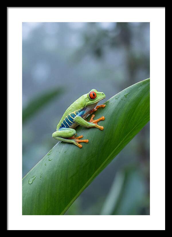 Red Eyed Tree Frog Perched Gracefully