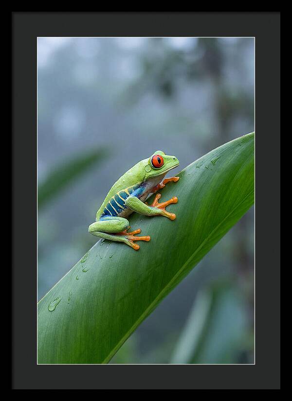 Red Eyed Tree Frog Perched Gracefully