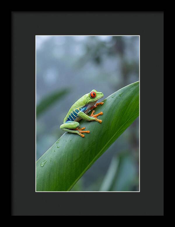 Red Eyed Tree Frog Perched Gracefully