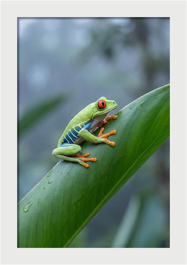 Red Eyed Tree Frog Perched Gracefully