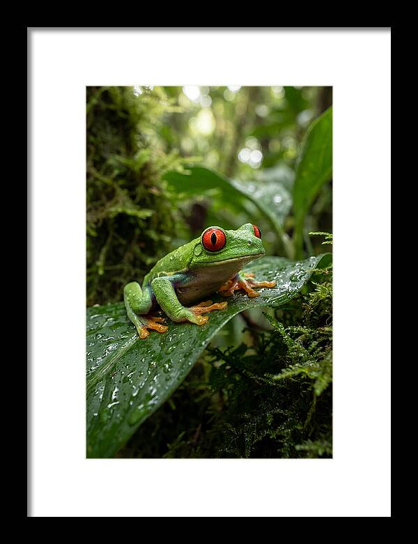 Red Eyed Tree Frog Resting