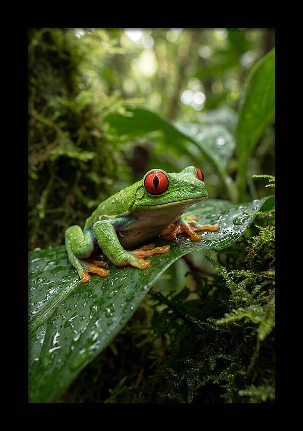 Red Eyed Tree Frog Resting