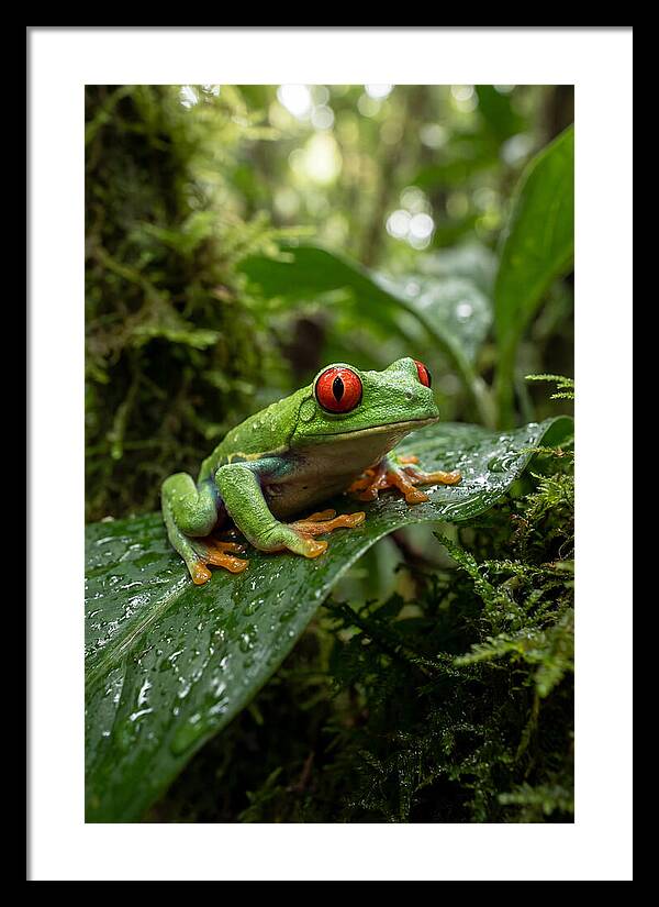 Red Eyed Tree Frog Resting