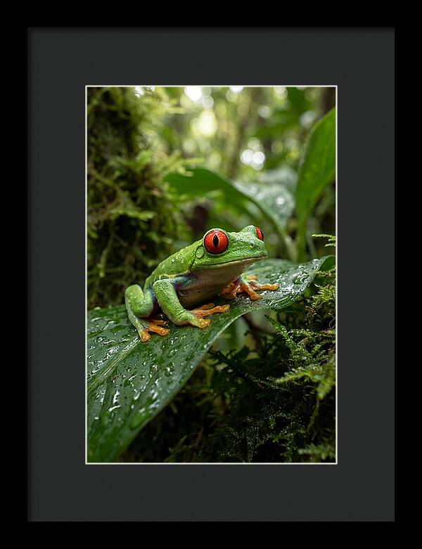 Red Eyed Tree Frog Resting