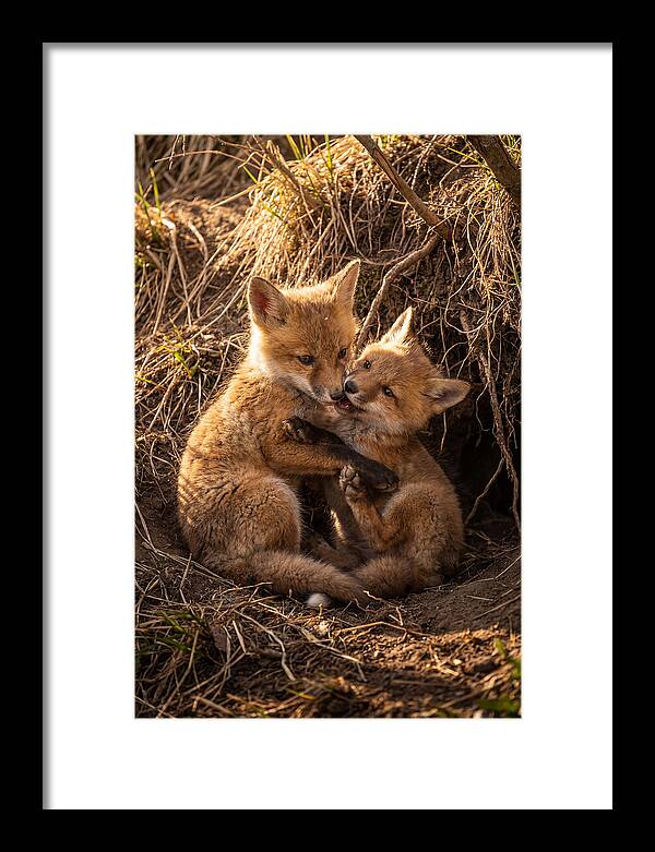 Red Fox Cubs Playing Together
