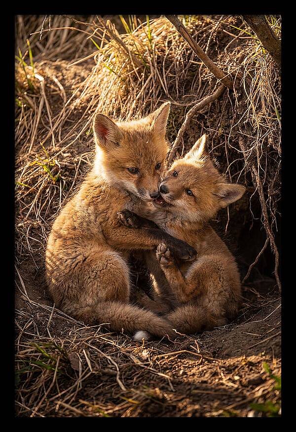 Red Fox Cubs Playing Together
