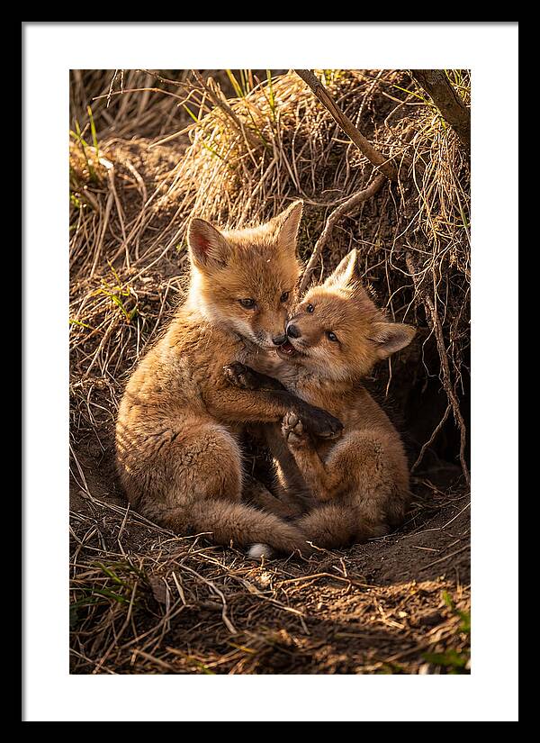 Red Fox Cubs Playing Together
