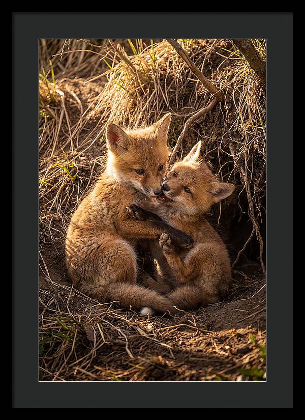 Red Fox Cubs Playing Together