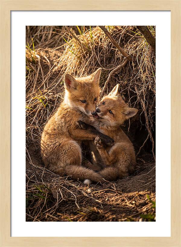 Red Fox Cubs Playing Together