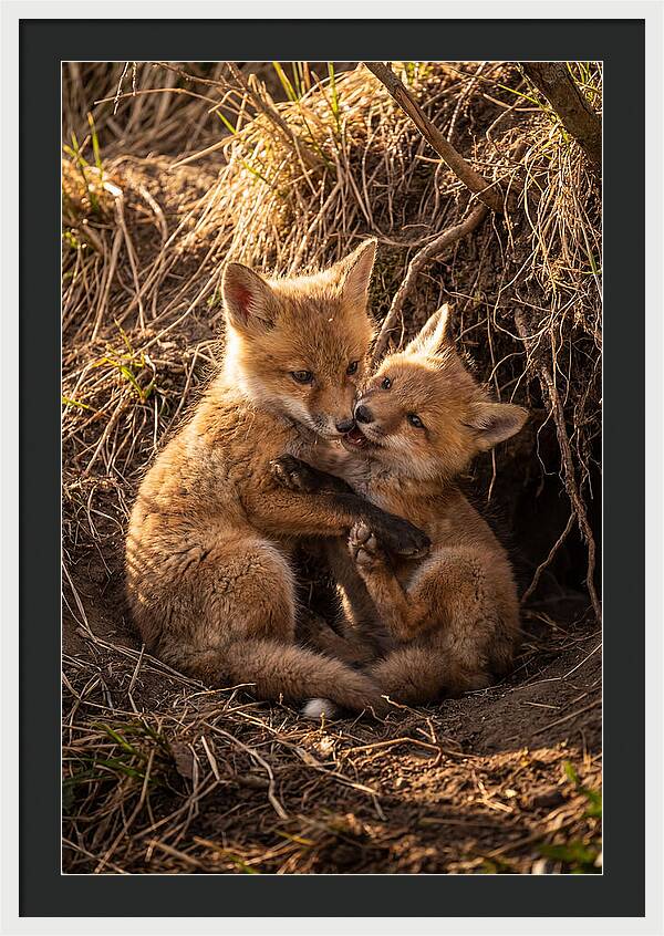 Red Fox Cubs Playing Together
