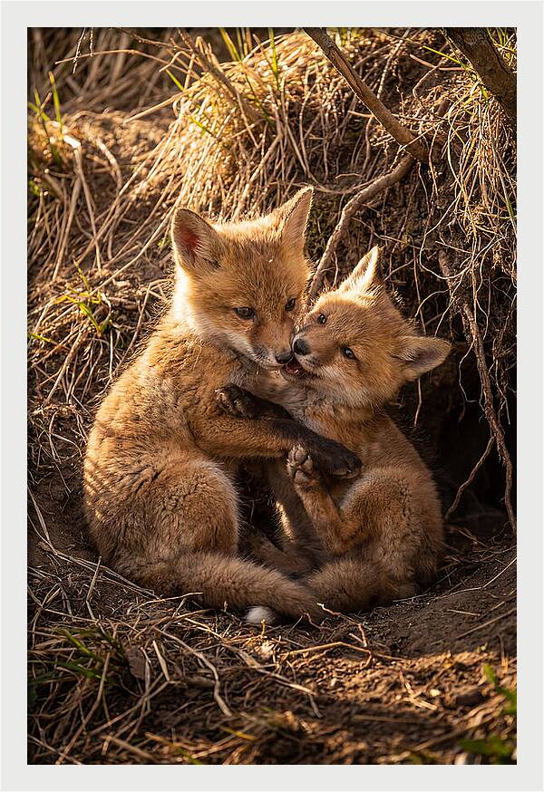 Red Fox Cubs Playing Together