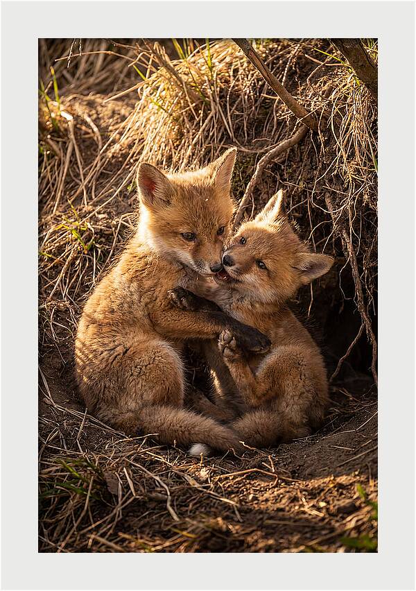 Red Fox Cubs Playing Together