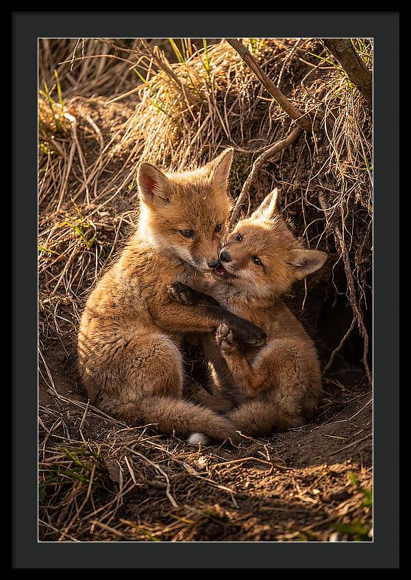 Red Fox Cubs Playing Together