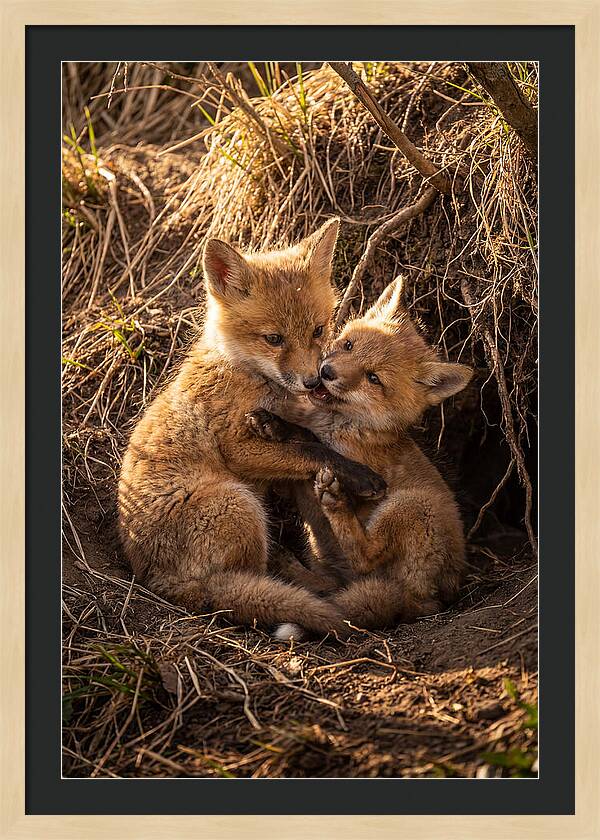 Red Fox Cubs Playing Together