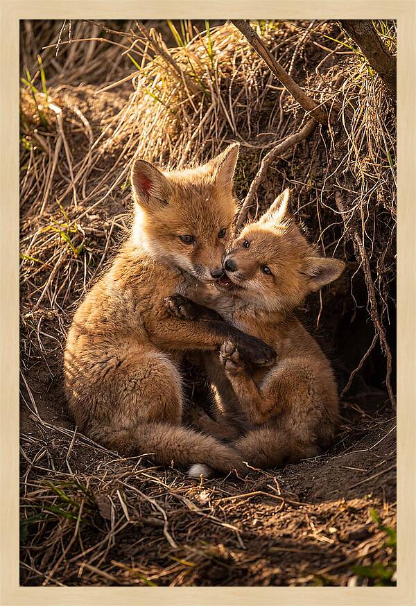 Red Fox Cubs Playing Together