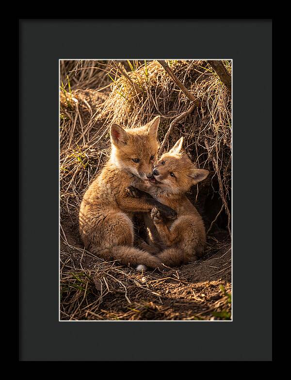 Red Fox Cubs Playing Together
