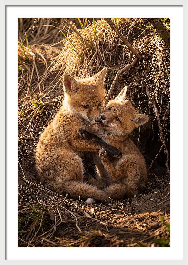 Red Fox Cubs Playing Together