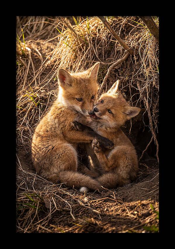 Red Fox Cubs Playing Together