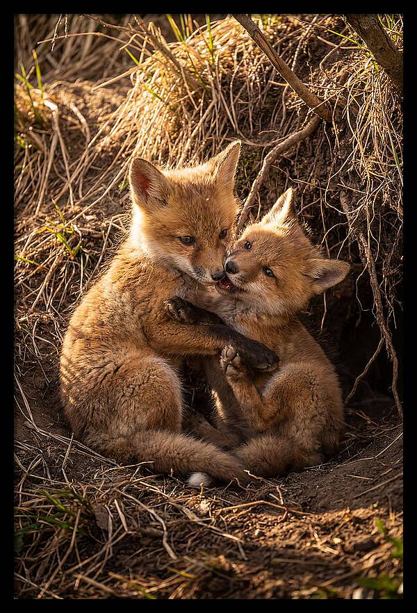 Red Fox Cubs Playing Together