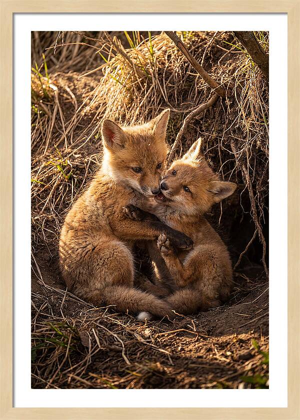 Red Fox Cubs Playing Together