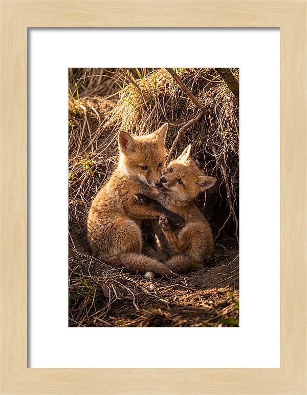 Red Fox Cubs Playing Together