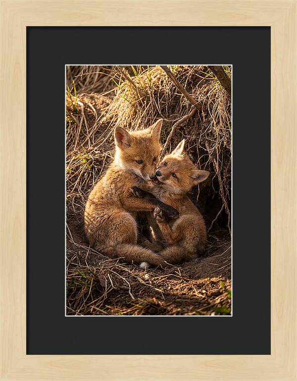 Red Fox Cubs Playing Together