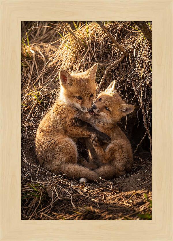 Red Fox Cubs Playing Together