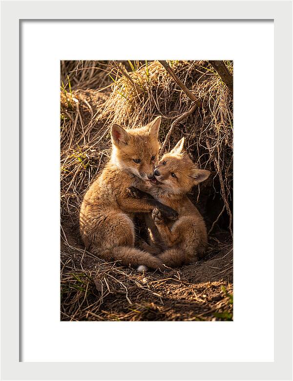 Red Fox Cubs Playing Together