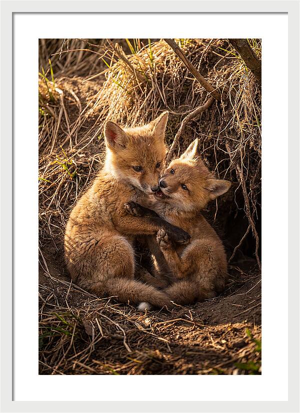 Red Fox Cubs Playing Together