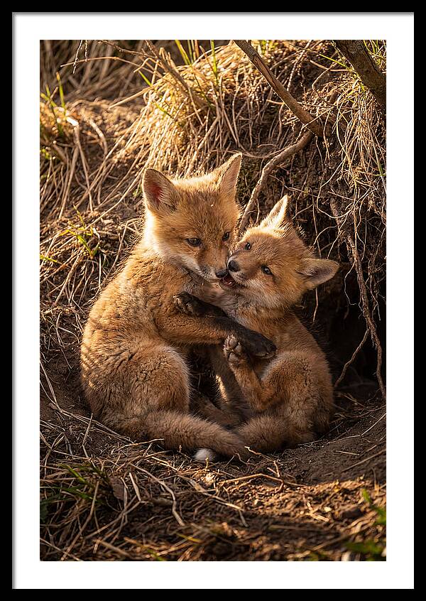 Red Fox Cubs Playing Together