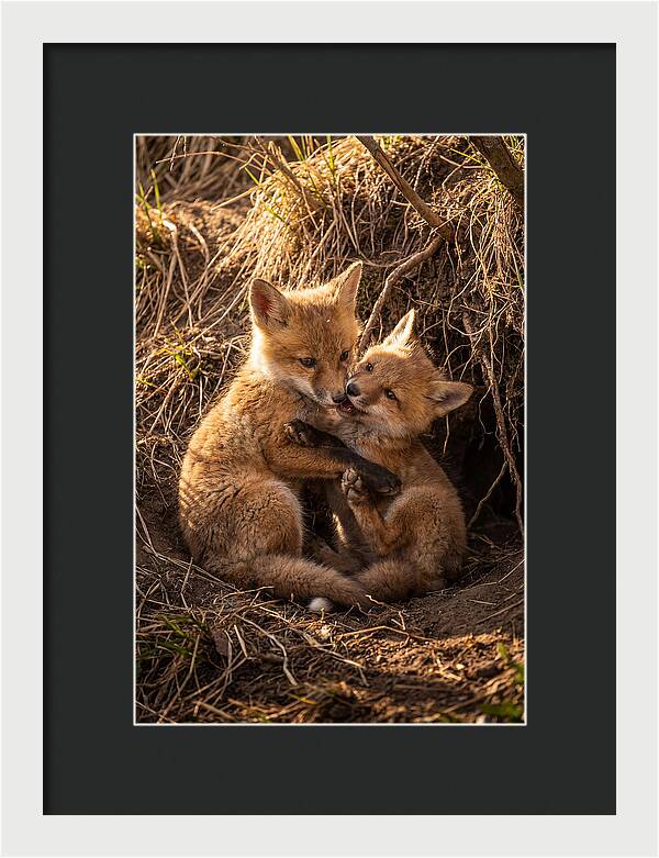 Red Fox Cubs Playing Together