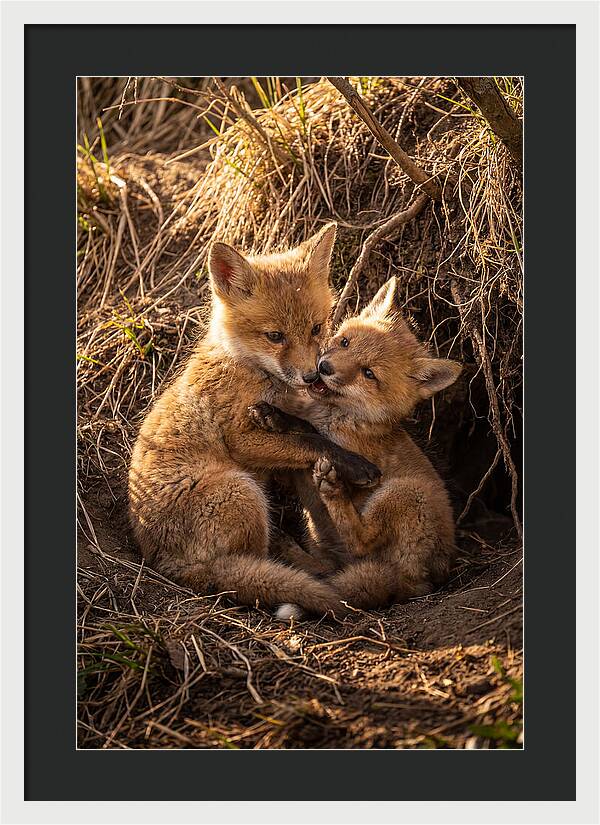 Red Fox Cubs Playing Together