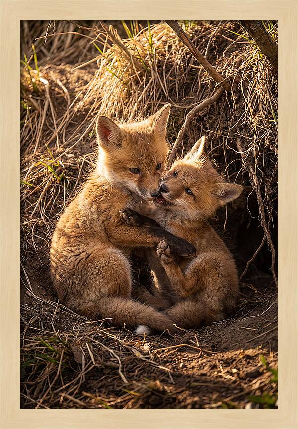 Red Fox Cubs Playing Together